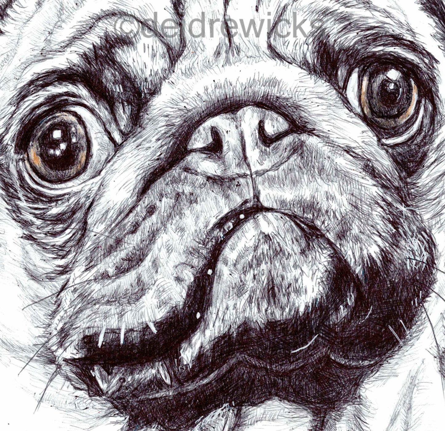 Close up of a drawing of a pug dog using ballpoint pen