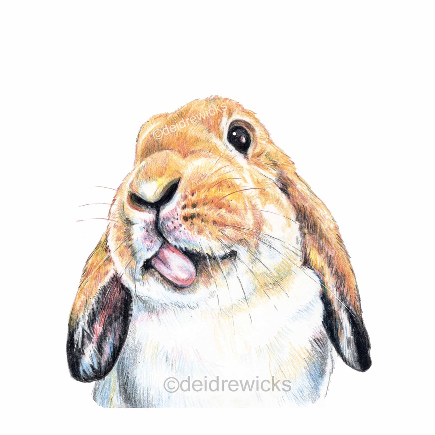 Coloured pencil drawing of a lop eared bunny rabbit with it's tongue out. Art by Deidre Wicks