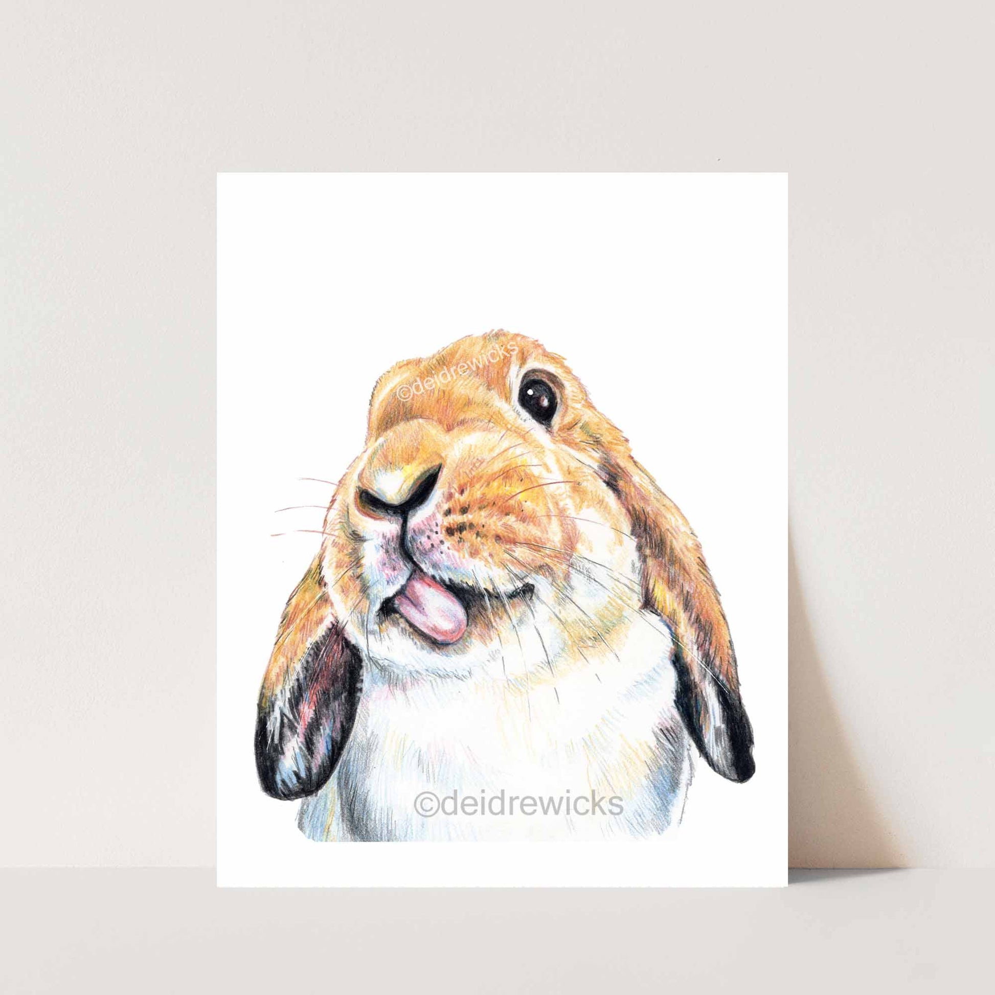 Print of an original pencil crayon drawing of a lop eared bunny rabbit sticking his tongue out. By artist Deidre Wicks