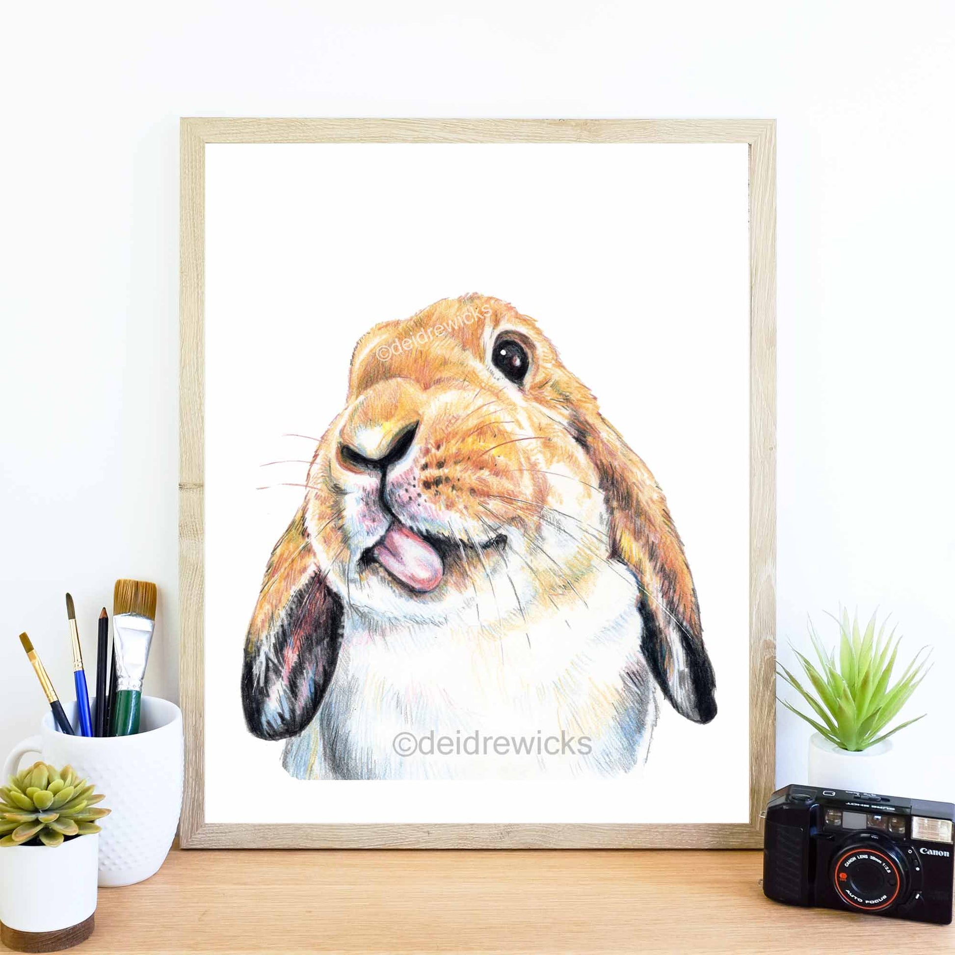 Framed example of a coloured pencil drawing of a lop eared rabbit. Art print by Deidre Wicks