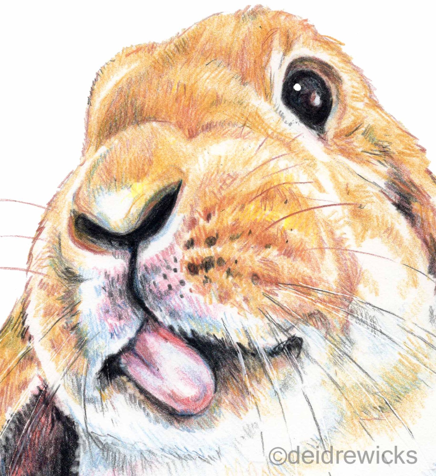 Close up of a colored pencil drawing of an adorable lop eared rabbit by Deidre Wicks