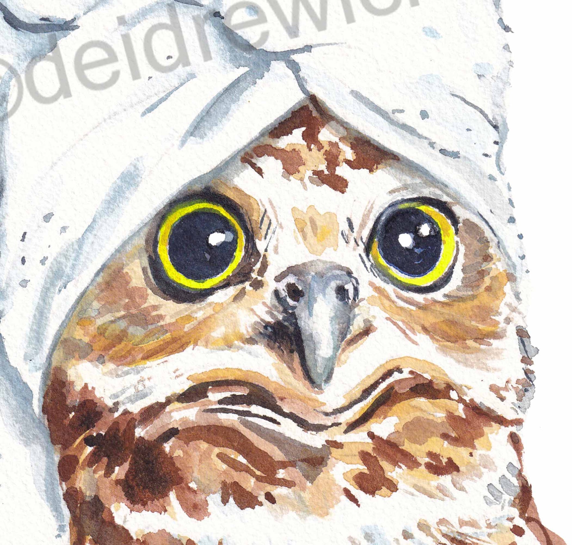 Detail of an owl watercolour painting by Deidre Wicks. This big eyes!!