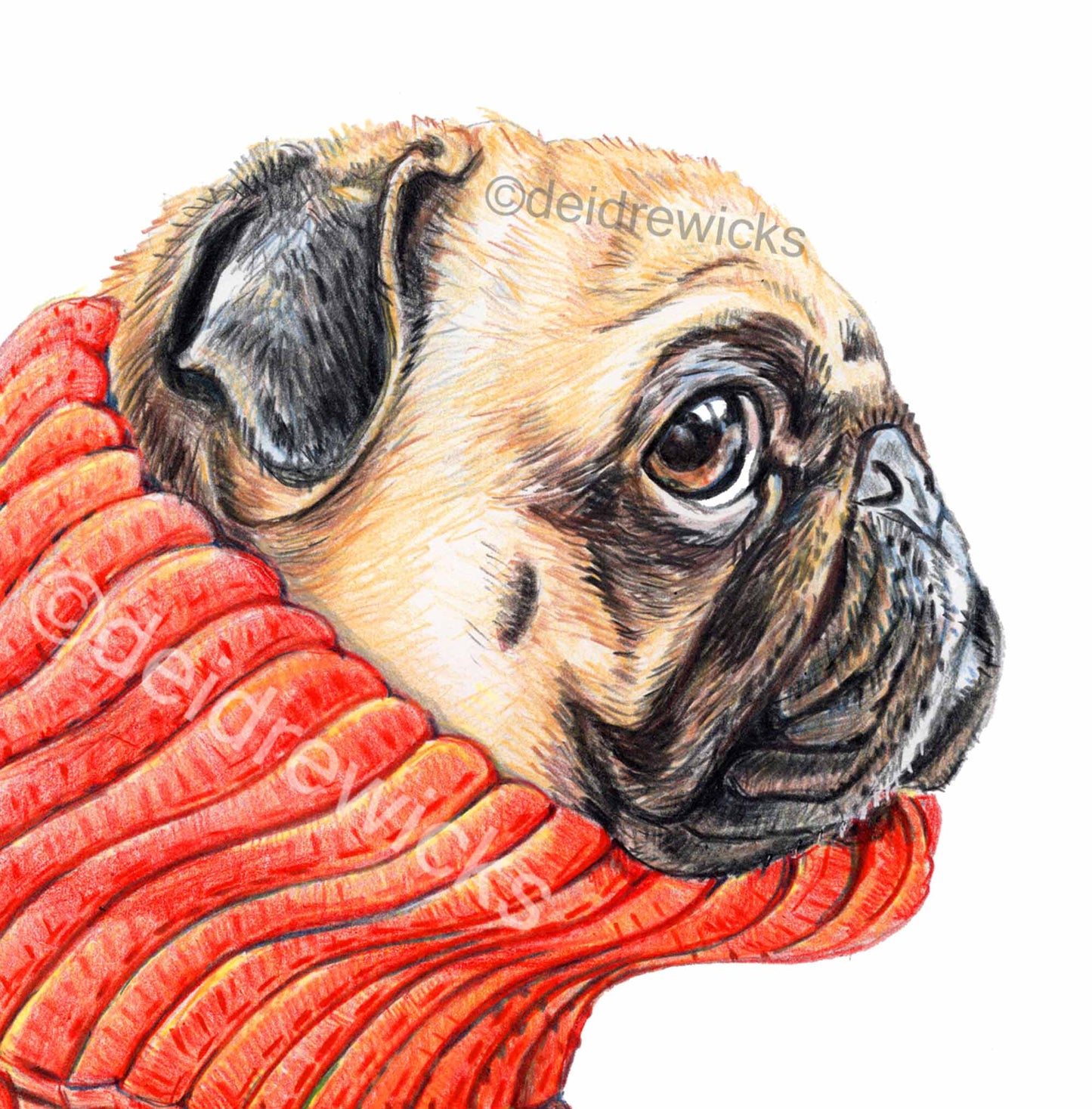 Coloured pencil drawing of a pug dog in profile wearing a red turtleneck sweater by Deidre Wicks