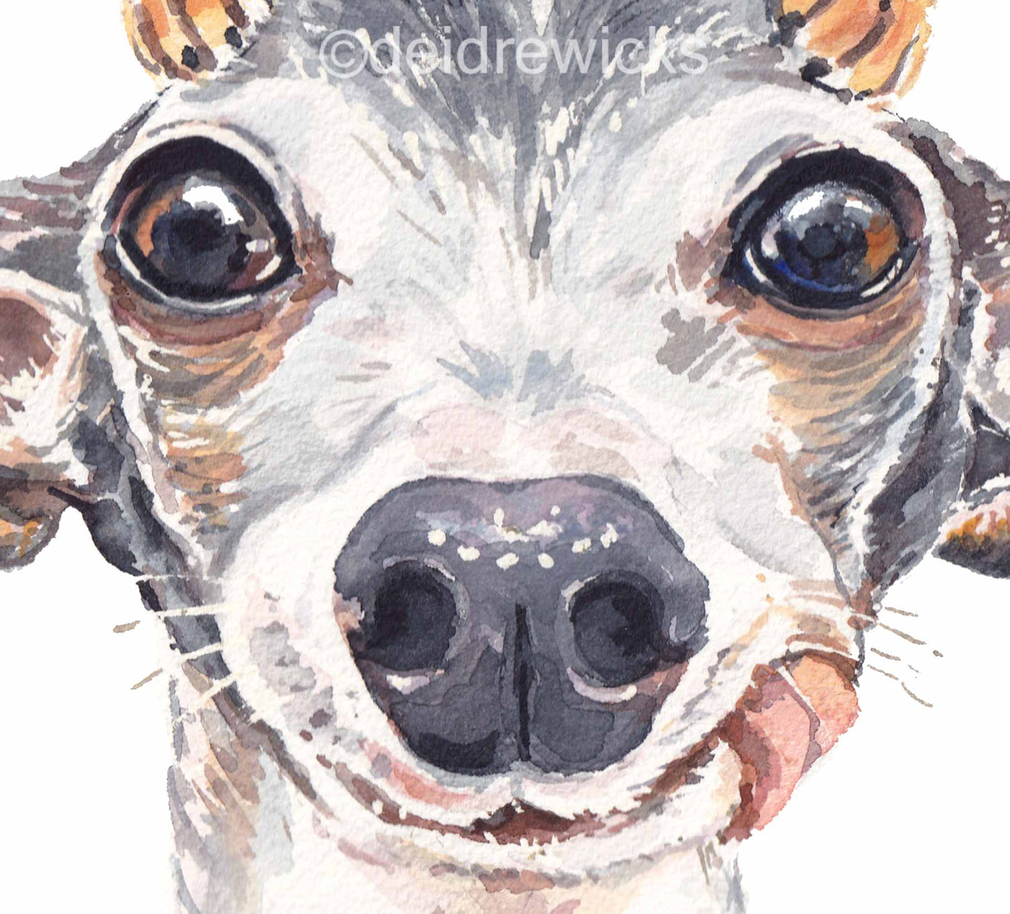 Close up of an Italian greyhound dog's face by Deidre Wicks