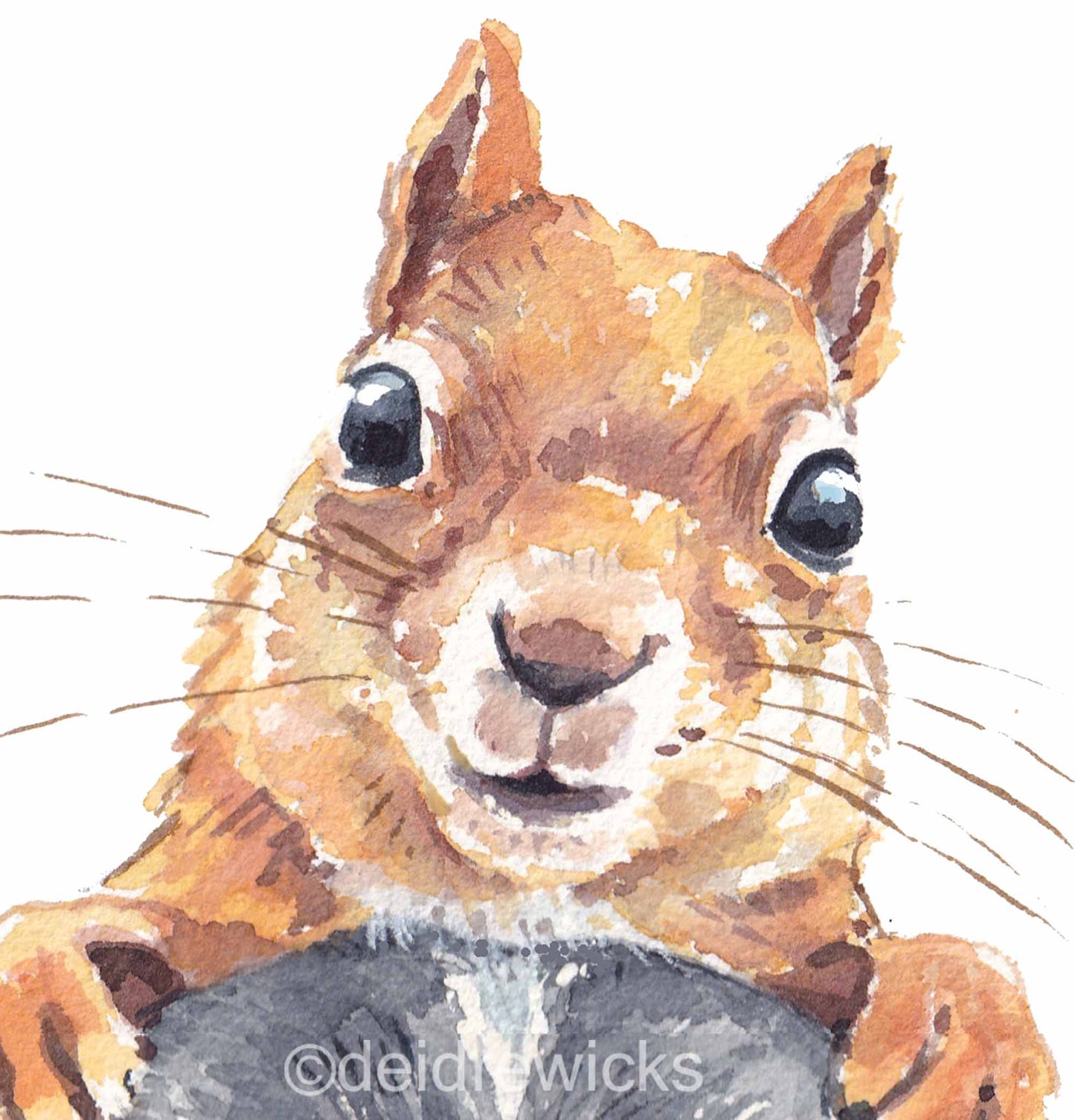 Close up of a red squirrel watercolour painting by Deidre Wicks